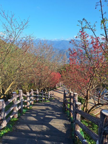 八角崠山+協雲宮櫻花步道202502152712860