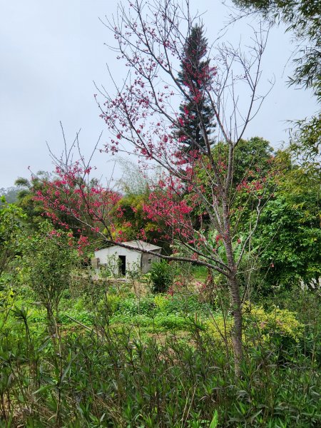 112/2/23龍鳳連稜2148203