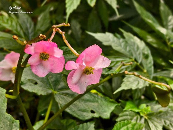 2025_0920 東滿步道2892689