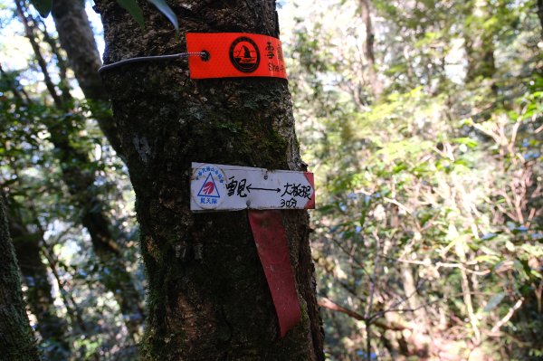 雪見大板根2924698