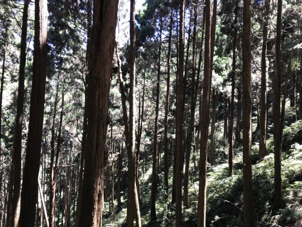 110年5月16日高雄   藤枝國家森林遊樂區1456927