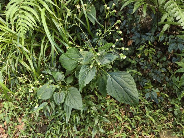 [百山百鳥尋旅-11/15] 2025_0927 大屯主峰-連峰步道_大屯山南峰2899411