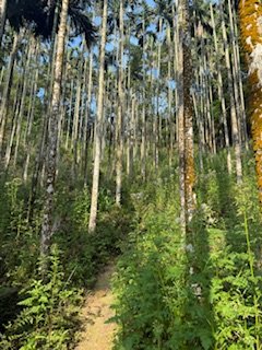 20250517 建安+鳥嘴+雙港子群峰 O型2788289