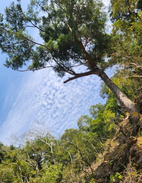 【中級山】邑治第一山，守城大山，連走守關山，守關山南峰2740892