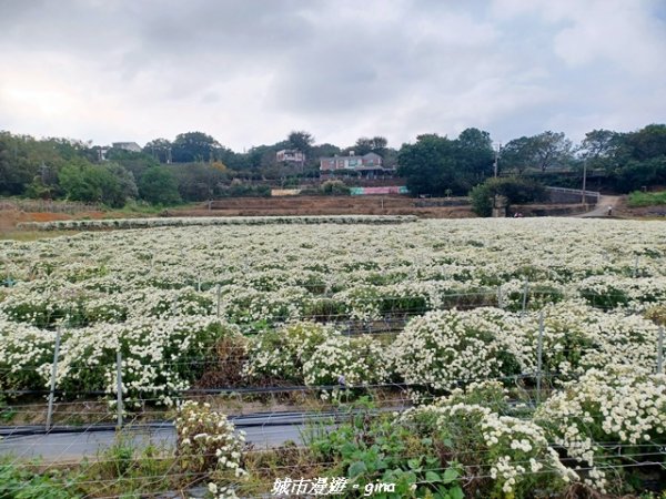 【苗栗】賞花趣~銅鑼杭菊x通霄蒜香藤花廊2945980