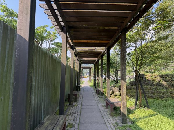 2026_0412 鐘萼木賞花 - 淡蘭國寶樹3035273