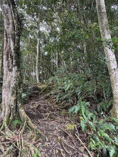 米堤走烏土堀林道到金柑樹山再到杉林溪天地眼2319335