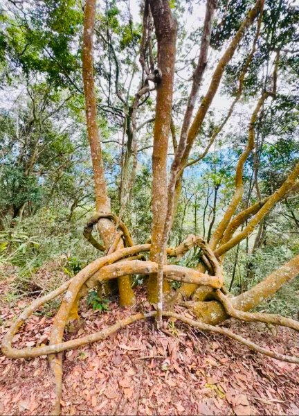 走大橫屏山九份二山(小百岳#45、47)賞梅去2695085