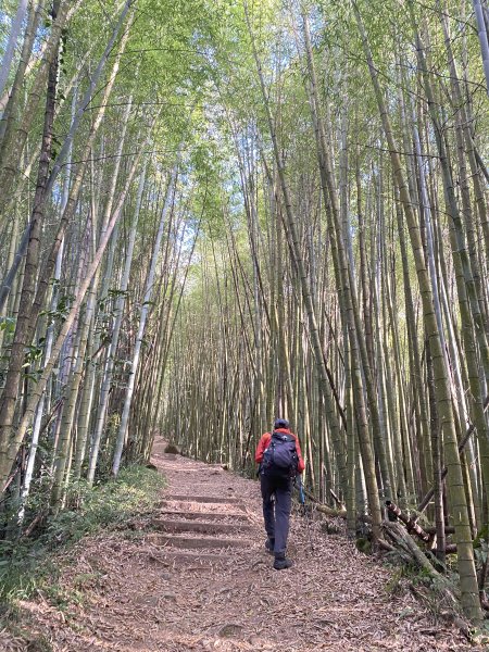 茶之道、霹靂山、大凍山、頂湖、焙仔桶林道O型    2024.1.92399179