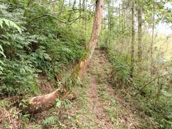 雙溪區石龜福德廟+坪溪古道+梗枋古道+叢雲山+叢雲山北峰+宜1縣縣界O型3019500