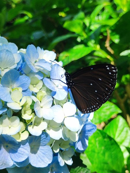 觀音山小鷹尖2818048