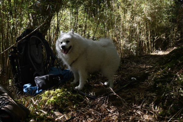 瀧奧山帶銀狐犬走走 2024.1.82400446