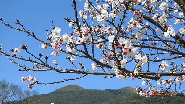 雲山水花鳥蝶 - 天龍國阿伯的日常 3/52053152