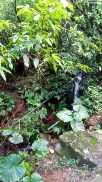 陽明山東西大縱走，下次再把西段走完1963569