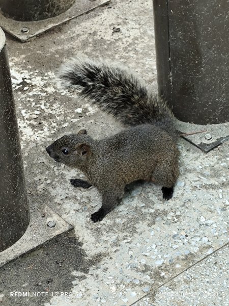 大安森林公園【走路趣尋寶】【臺北健走趣】2536218