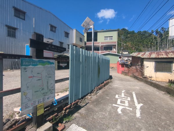 2025.10.18－微笑山線：【天上山系】望月亭桐花段2919552