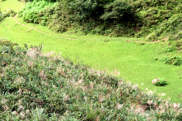 草嶺古道-桃源谷遍野芒花翻飛，飽覽絕美山海奇景！2335616