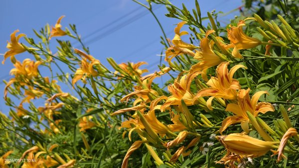 追花是簡單的快樂，賞花是恬淡的幸褔 #LO百合 #金針花 5/123053118