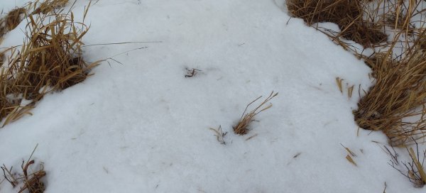 日本九州：熊本阿蘇火山草千里2997381