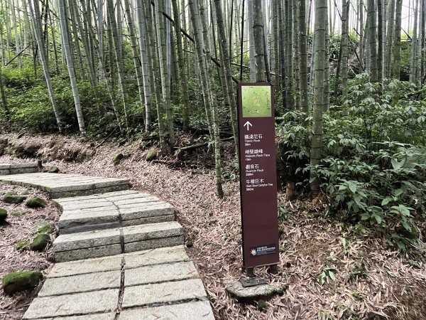 [嘉遊好步道．來嘉走走-04/10] 2024_1011 阿里山頂湖步道2624690