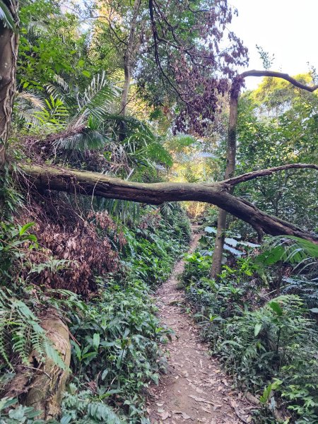 小百岳No.19⛰福德坑山(鳶山)2739694