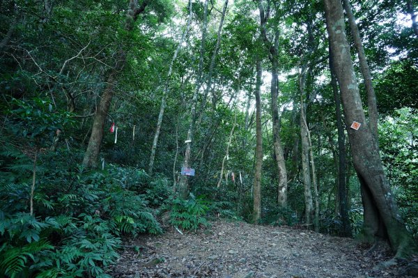 桃園 復興 上宇內山、南插天山2339564