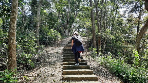 《彰化》登山逛市集｜臥龍坡步道環藤山步道202503222740504