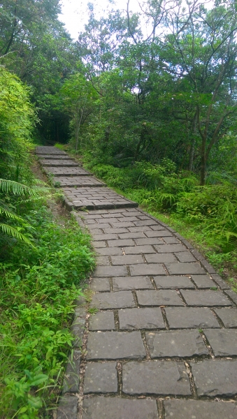 適合夏季健行的大崙頭尾山步道57402