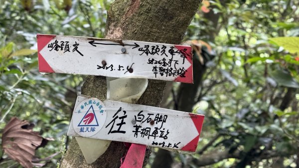 潮濕原始的峰頭尖|平溪三尖|白石腳|峯花雪月2782538