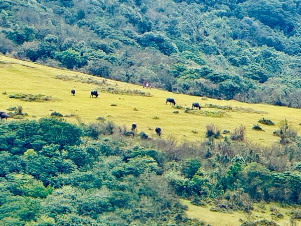 登峰古圳訪高頂山 北五指山 出荷蘭古道 快閃聖人瀑布2981991