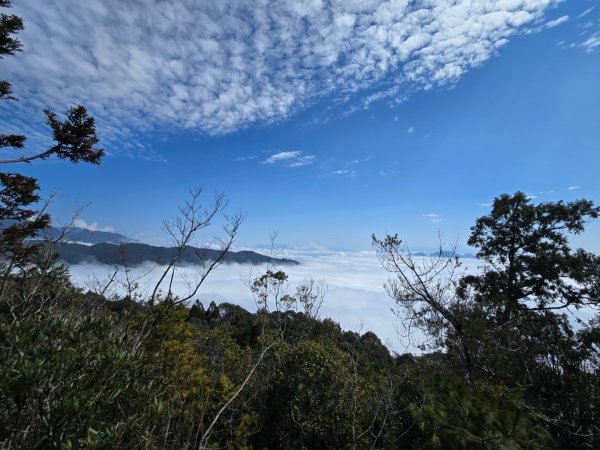 蝶夢八唐（裡冷登山口往返）八仙山出雲海下山順賞富士櫻2722710