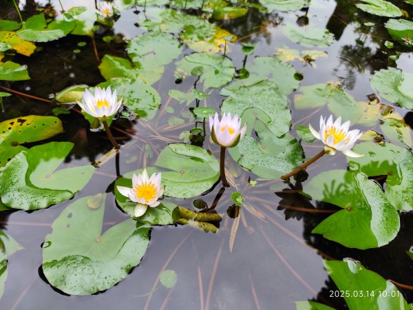 《中山北路走兩遍》花博公園圓山園區→撫順公園→臺北市立美術館→圓山別邸→臺北廣播電臺2735579