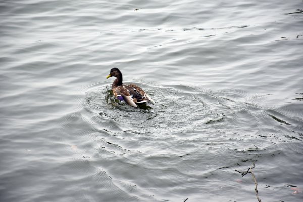 北海道大沼國定公園768837