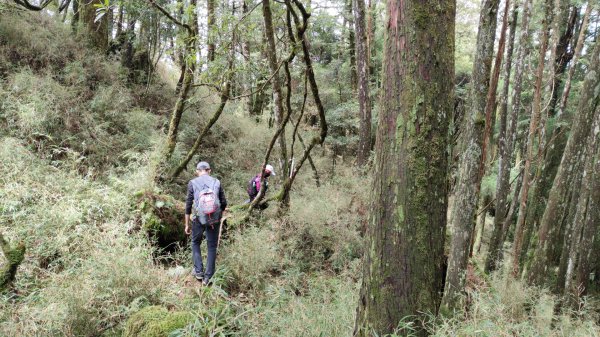 大塔山探勘大塔山最高峰(光頭兄) O繞順走大塔山西峰艱難路線下溪谷 2024年8月11日2569732