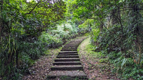 金字碑古道,大粗坑步道2518871