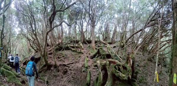 魔幻森林-塔曼山-202508102866564