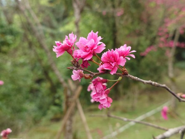 拳頭姆自然步道3007183