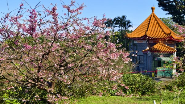 追花是簡單的快樂，賞花是恬淡的幸褔 1/292990560