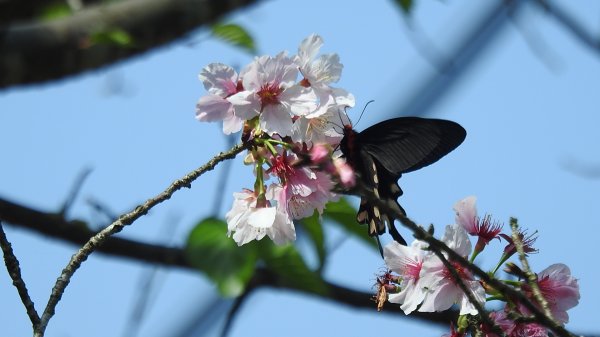 天龍國阿伯的日常-雲山水花鳥蝶3/212458198