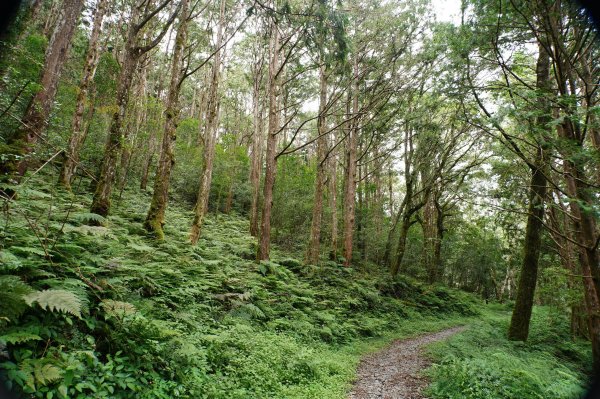 宜蘭 大同 加羅山2890260