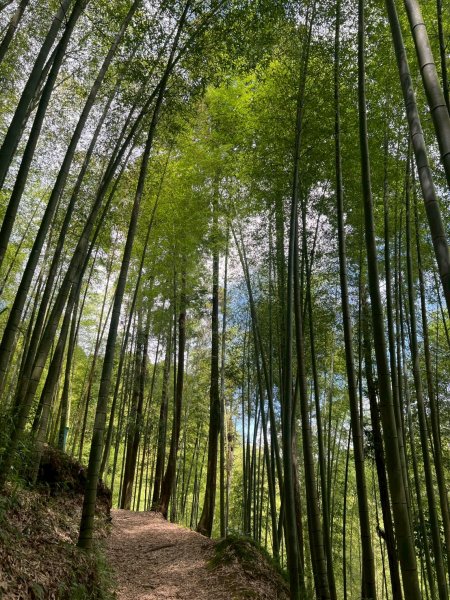 嵐山再古坑。五元兩角 木馬古道2806144