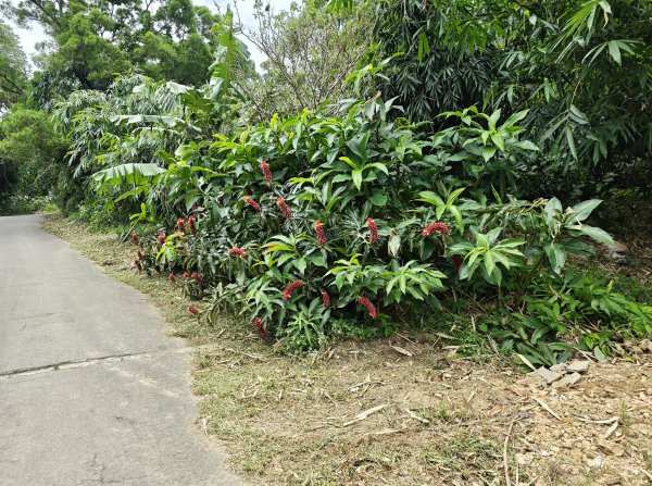 [微笑山線_第一段] 2026_0725 大棟山系_大同山3101731
