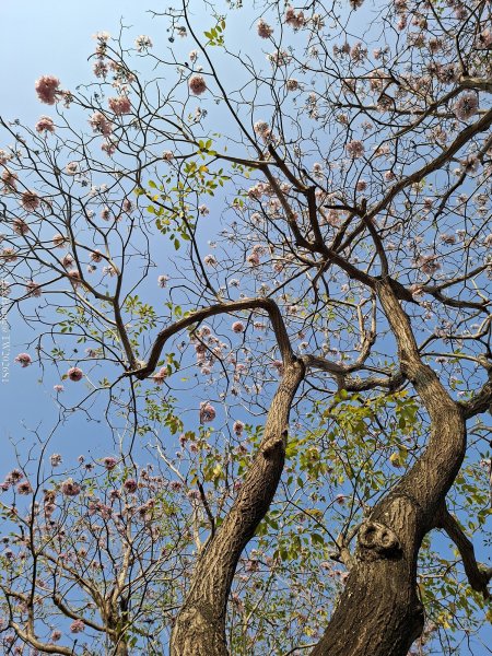 《台中》粉紅浪漫｜潮洋環保公園河岸步道202602-033022452