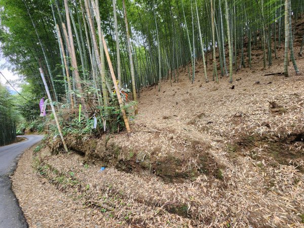 20251228溪頭山龍鳳山嶺頭山O型2992378