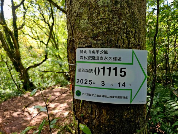 2025年臺北大縱走第二段： 二子坪至小油坑2763790