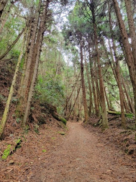 雪見大板根-202502222859798