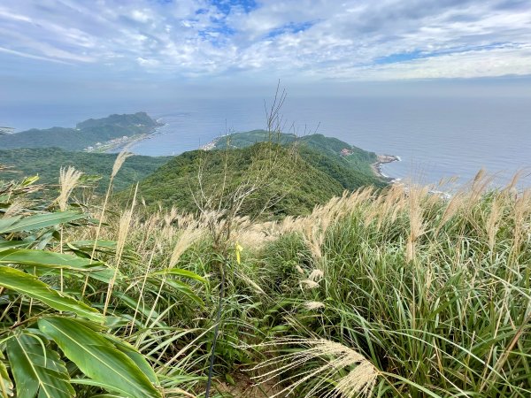 黃金十稜 龍洞稜 和美山登草山1220937