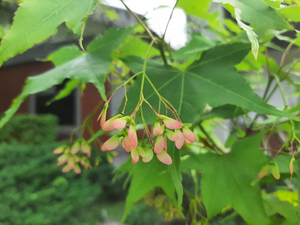 110 年春 登七星山1345726