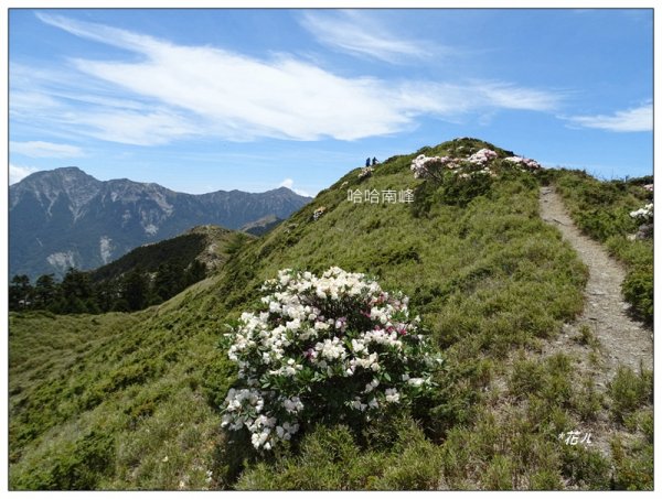 哈哈山~石門北峰/杜鵑花開1372528