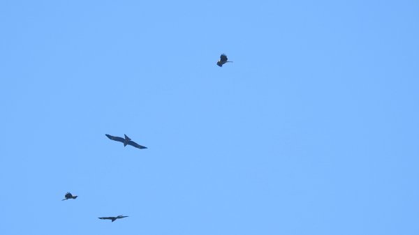 雲山水花鳥蝶 - 天龍國阿伯的日常7/18 & 21、22、292553924